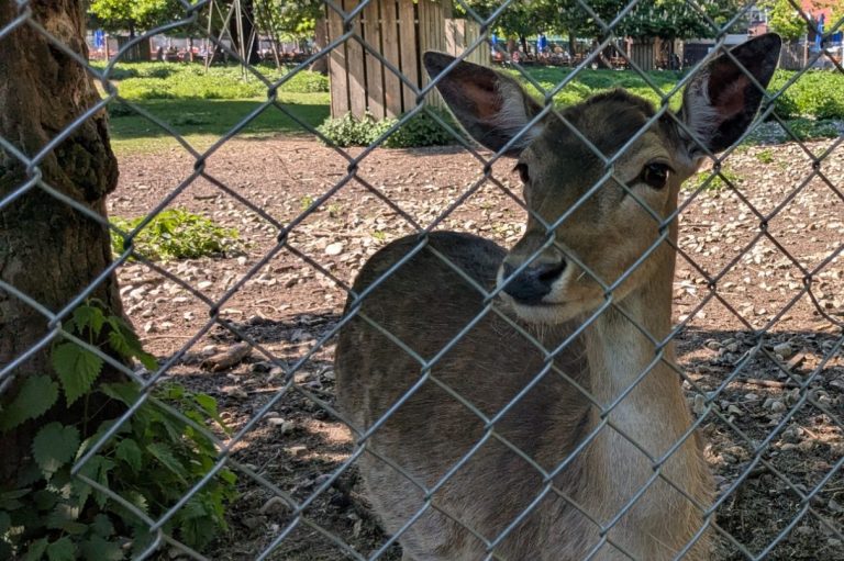 Ein Reh steht hinter einem Maschendrahtzaun in einem Zoo.